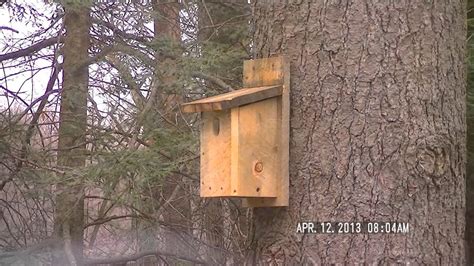 Nuthatch checking out Bird house - YouTube