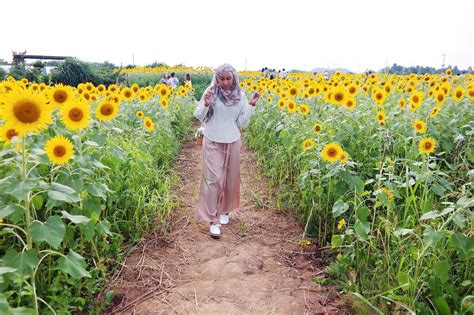 Photo Diary: Sunflower Field, Zama, Kanagawa — The Good Weekender