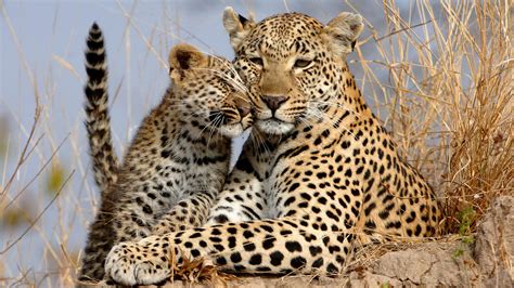 Decade of leopard research | Care of the Wildlife | andBeyond