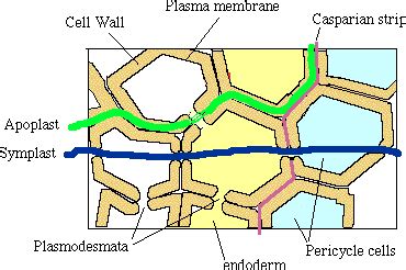 Difference Between Apoplast and Symplast Transport