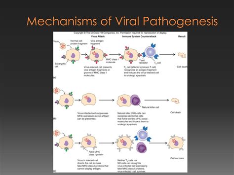 PPT - Host-Microbe Interactions PowerPoint Presentation, free download ...