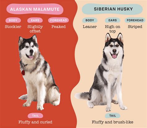 Quelle est la différence entre les Huskies et les Malamutes