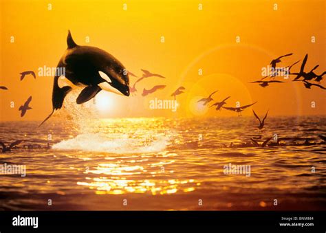 sunset jumping Killer whale / Orcinus orca Stock Photo - Alamy