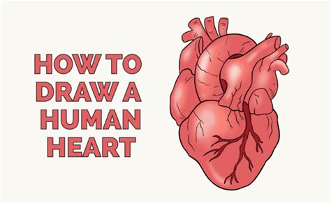 How To Draw A Human Heart Really Easy Drawing Tutorial Heart Drawing ...