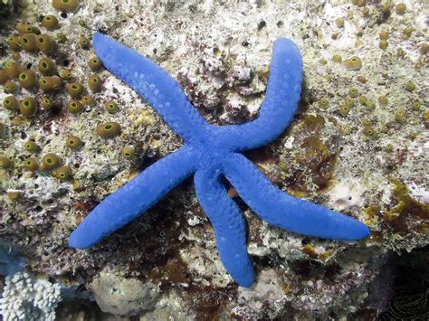 blue starfish | Ocean dwellers, Starfish, Underwater creatures