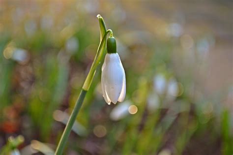 Snowdrops Flowers White - Free photo on Pixabay