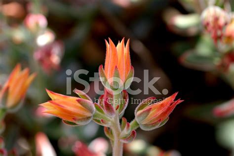 Orange Cactus Flowers Stock Photo | Royalty-Free | FreeImages