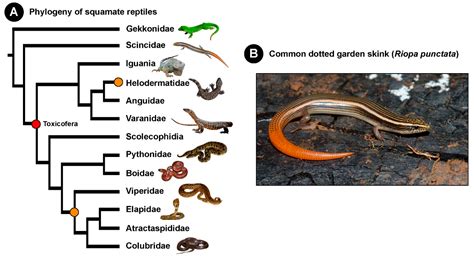 Common Garden Skink | Fasci Garden