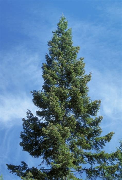 Abies grandis | North Carolina Extension Gardener Plant Toolbox