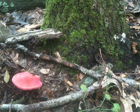 Fungiphilia: Beefsteak Polypore (Fistulina hepatica)