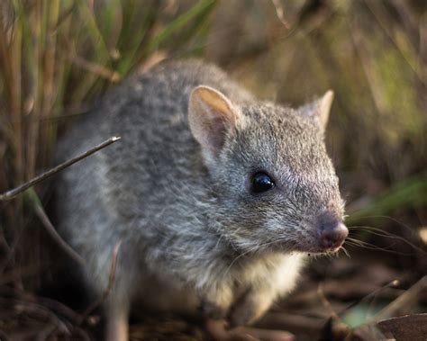 Fire, predators and the endangered northern bettong