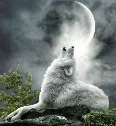 33 best white wolves with bright blue eyes images on Pinterest | White ...