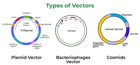 Cloning Vectors - Features, Types of Cloning Vectors