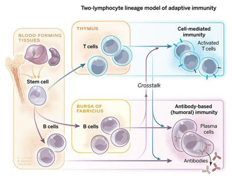 B and T cells—the organizing principle of the adaptive immune system ...