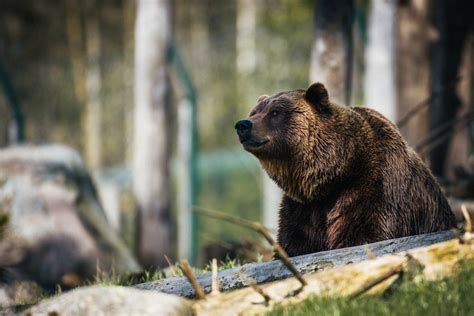 25 Wild Animals in Sweden [Wildlife in Sweden] - Kevmrc