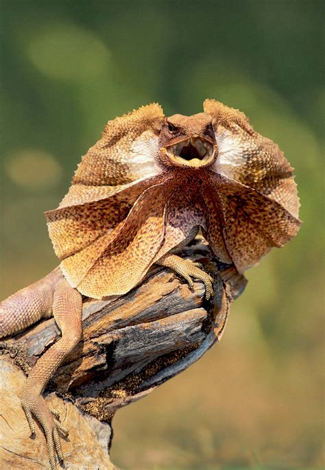 Free photo: Frill-necked lizard - Australia, Dragon, Dry - Free Download - Jooinn