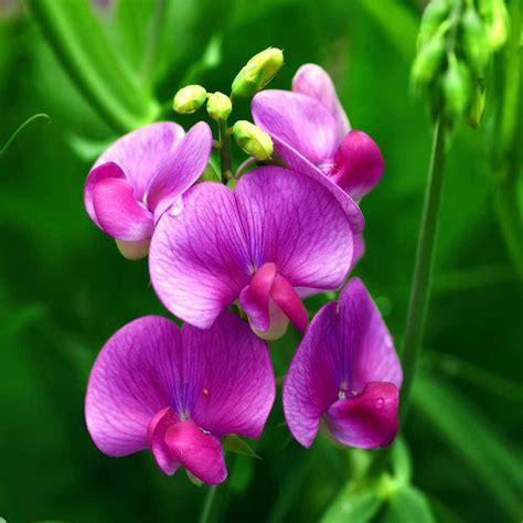 Sweet Peas Seeds - Everlasting Sweet Pea Pink Pearl Flower Seed