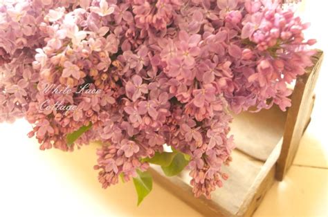 Farmers Market Lilac Flower Arrangement And Tip