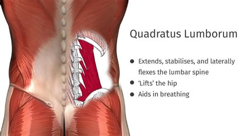 QL Muscle Strengthening: Beat Low Back Pain - Physio Prescription