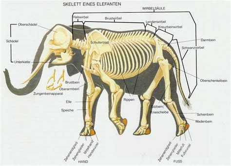 The elephant's skeleton | Elephant anatomy, Elephant, Animal skeletons