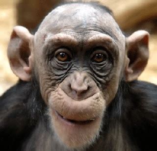 Funny and Crazy Animal Photos: Old Bald Chimp