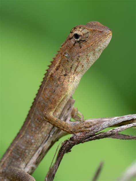 Calotes versicolor Foto & Bild | asia, thailand, tiere Bilder auf fotocommunity