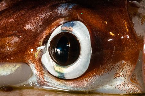 Squid Eye Closeup With Chromatophores Stock Photo - Download Image Now ...