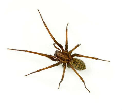 House Spider Extermination | Spider Identification | Pest Library