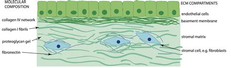 The molecular structure of the extracellular matrix | Duer Research Group