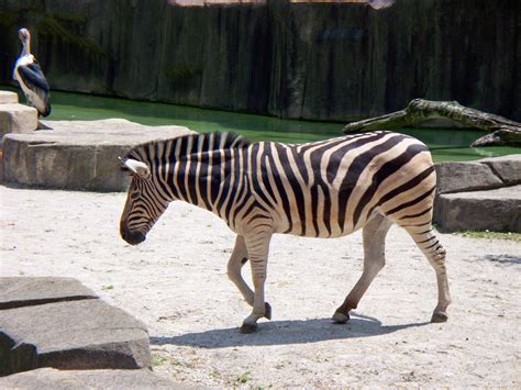 File:Zebra Milwaukee County Zoo.jpg - Wikimedia Commons