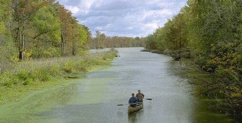 The Long Reach of the Cache River at Cache River Wetlands | Nature conservation, Trip, Wetland