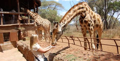 Giraffe Centre Tour - Wild Peak Adventures