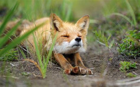 Fox in grass wallpaper | animals | Wallpaper Better