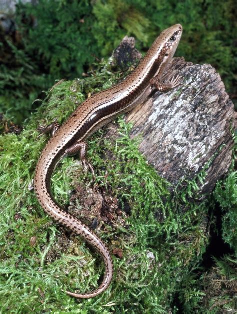 Coal Skink (Amphibians and Reptiles of West Virginia) · BioDiversity4All