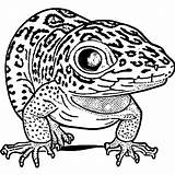 Leopard Gecko Coloring Page · Creative Fabrica sketch template