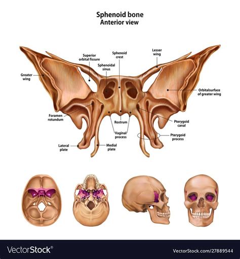 Sphenoid bone. With the name and description of all sites. Sphenoid bone. With the name and ...