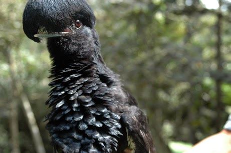 Umbrellabird | Fun Animals Wiki, Videos, Pictures, Stories