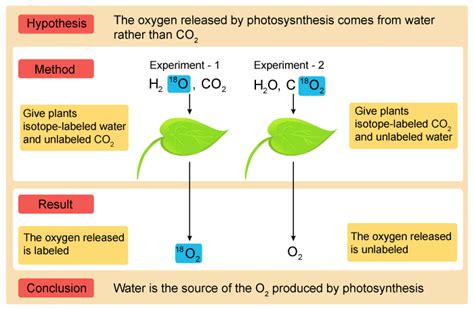 What is the path of a redox reaction? In photosynthesis by using H2O(18) {O-18 isotope in H2O ...