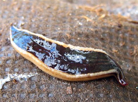 Platyhelminthes - Flatworms - Animalia