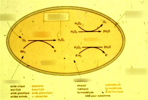 function of peroxisomes Diagram | Quizlet