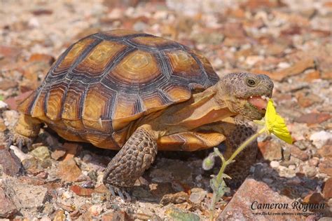 Rules of the Jungle: The Characteristics of the Desert Tortoise