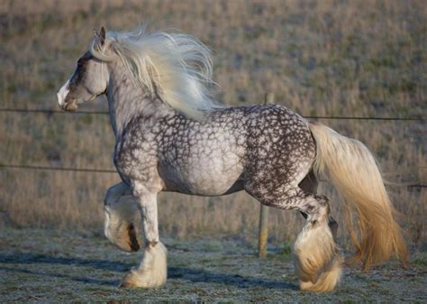 ¡Cómo me gustan los grandotes y robustos percherones! | Horses ...