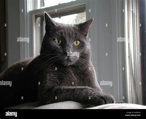 Grey cat sofa Stock Photo - Alamy