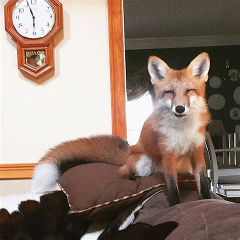 Meet Juniper, the Domesticated Fox That's so Adorable She'll Melt Your ...