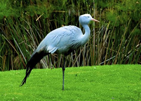 Blue Crane | National Bird of South Africa. | slack12 | Flickr