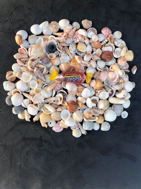 Crafting Shells Assortment of Mini Seashells 2oz Bag | Etsy