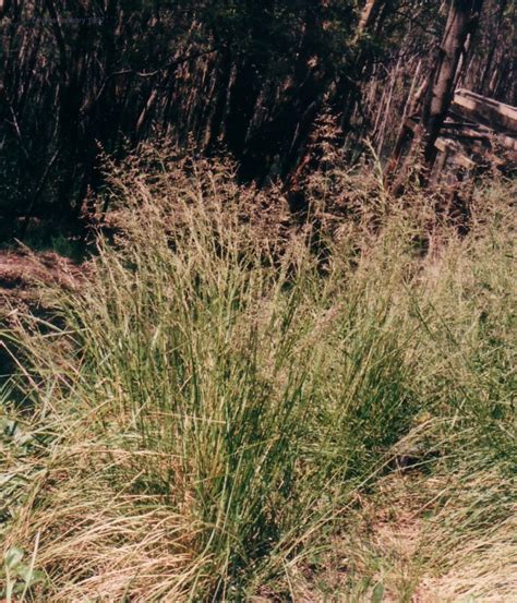 Tussock Grass | WT Landcare Flora Index