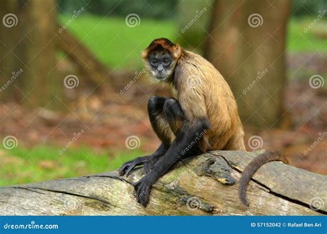 Monkey Trunk Stock Images - Download 1,871 Royalty Free Photos