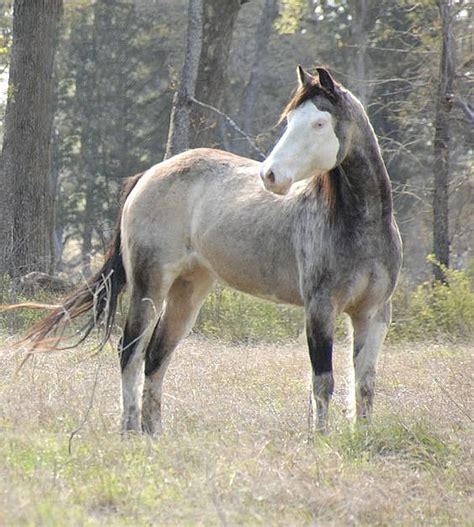 Pin on Horse Color Galore: Sooty Gene