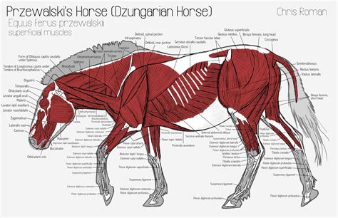Chris Roman: Horse Anatomy Study